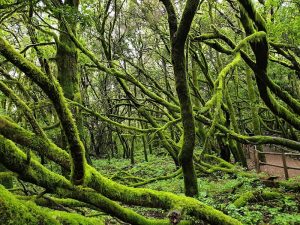Área recreativa Laguna Grande — San Sebastián de La Gomera, La Gomera