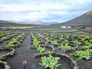 Bodega La Geria — , Lanzarote