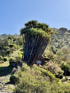 Cuevas de Buracas — , La Palma