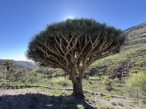 Drago de Agalán — , La Gomera