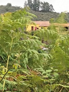 FINCA DORAMAS — , Gran Canaria