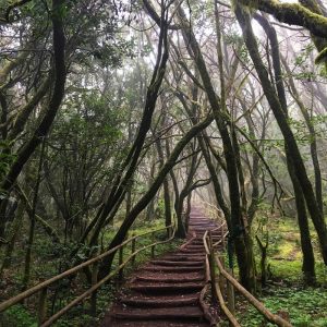 Parque Nacional de Garajonay
