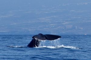 Whale Watch Tenerife — Adeje, Tenerife
