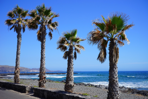 Best restaurants in Los Cristianos 2026 — The ones worth your time