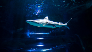 Aquarium Lanzarote