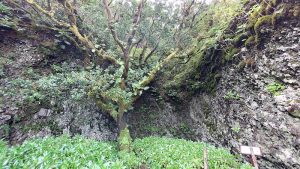 Centro de Interpretación del Árbol Garoé — Villa de Valverde, El Hierro