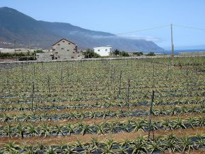 Cooperativa Insular del Campo de Frontera — Villa de Valverde, El Hierro