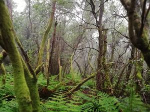 D.O. EL HIERRO (Denominación de Origen)