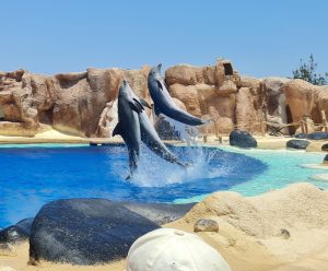 Espectáculo de Delfines