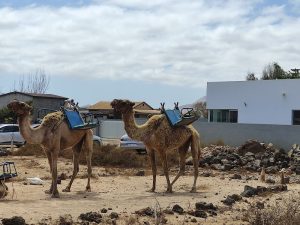 Excursiones en Camello — , Fuerteventura