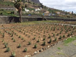 Finca Canarias Aloe Vera Hermigua La Gomera — Hermigua, La Gomera