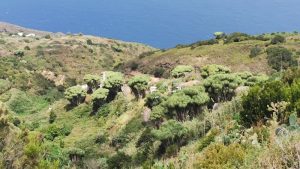 Mirador de La Tosca