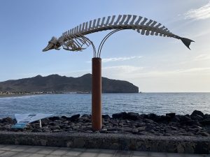 Senda de los Cetáceos (Zifio Común o de Cuvier)